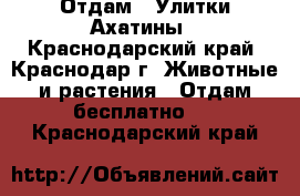 Отдам : Улитки Ахатины - Краснодарский край, Краснодар г. Животные и растения » Отдам бесплатно   . Краснодарский край